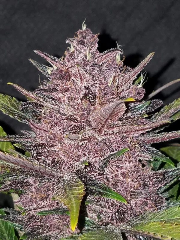 FAST BUDS - Blackberry Auto (x8) - Imagen 10