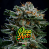 BSF SEEDS - Gorilla Piña Auto