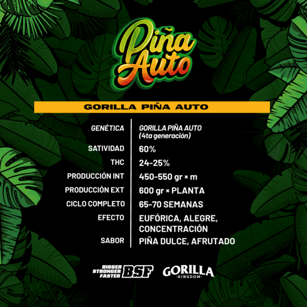 BSF SEEDS - Gorilla Piña Auto (x4) - Imagen 2
