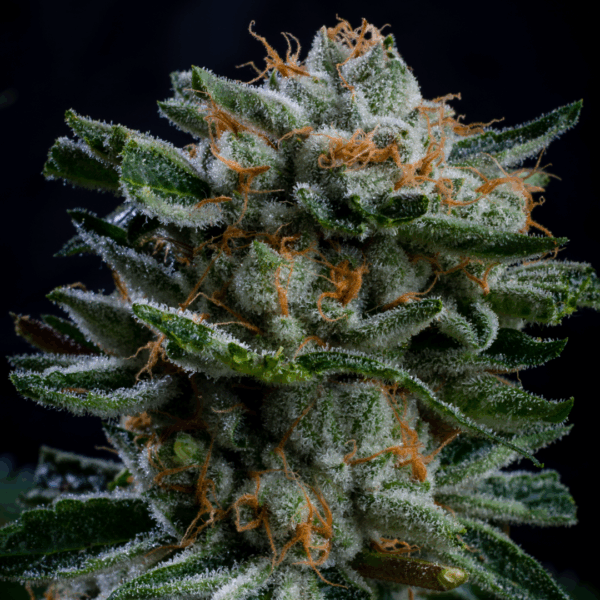 BSF SEEDS - Gorilla Piña Auto (x4) - Imagen 3