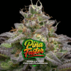BSF SEEDS - Gorilla Piña Faster Flowering