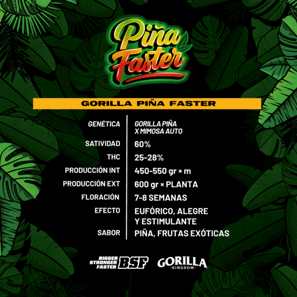 BSF SEEDS - Gorilla Piña Faster Flowering (x2) - Imagen 2