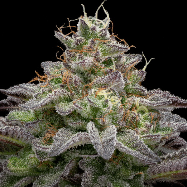 BSF SEEDS - Gorilla Piña Faster Flowering (x2) - Imagen 3