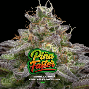 BSF SEEDS - Gorilla Piña Faster Flowering