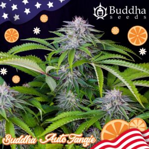 BUDDHA SEEDS - Tangie Auto (x4)
