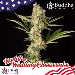 BUDDHA SEEDS - Wedding Cheesecake (x4)