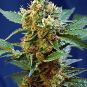 GRANEL / SWEET SEEDS - Cream Mandarine XL Auto (x1)
