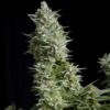 PYRAMID SEEDS - Alpujarreña (x4)