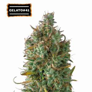 SEED STOCKERS - Gelato 41 Auto (x3)