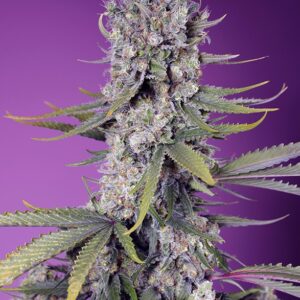 SWEET SEEDS - Papaya Zoap F1 Fast Version (x4)