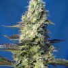 GRANEL / SWEET SEEDS - Green Poison XL Auto (x1)