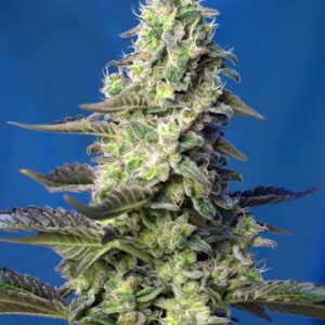 GRANEL / SWEET SEEDS - Green Poison XL Auto (x1)