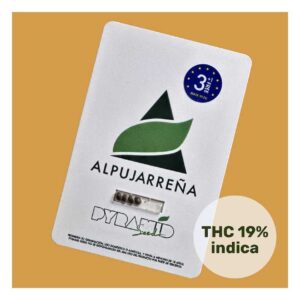 PYRAMID SEEDS - Alpujarreña (x4)