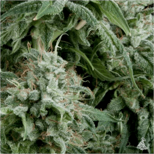 PYRAMID SEEDS - Auto Northern Lights (x1)