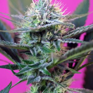 GRANEL / SWEET SEEDS - +Speed Auto (x1)