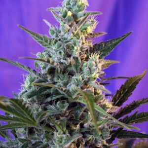 SWEET SEEDS - Sweet Skunk F1 Fast Version (x7)