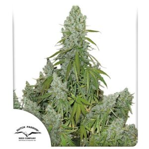 DUTCH PASSION - Auto Ultimate (x7)