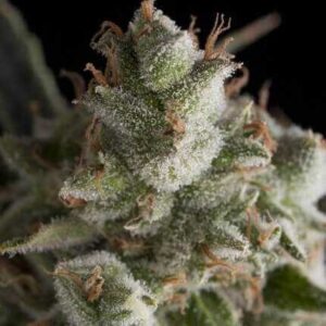 PYRAMID SEEDS - Fresh Candy (x4)
