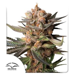 DUTCH PASSION - Auto Frozen Biscotti (x3)