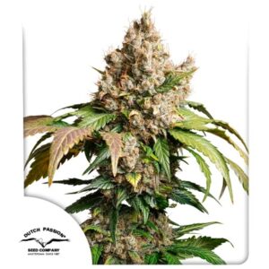 DUTCH PASSION - Auto Red Tropicana Cookies (x3)