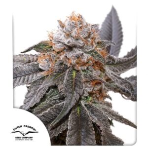 DUTCH PASSION - Blue Zushi (x3)