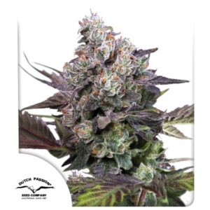 DUTCH PASSION - Candy Bubatz XL (x3)