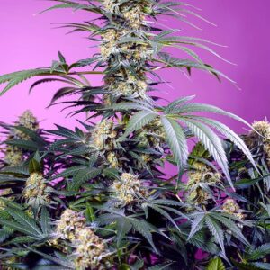 SWEET SEEDS - Monster Maker (x4)