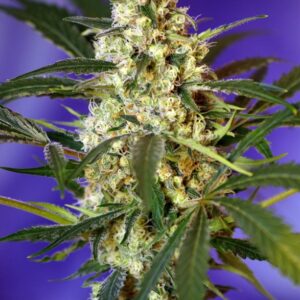 GRANEL / SWEET SEEDS - Fast Bud Auto (x1)