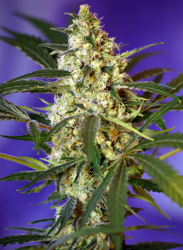 GRANEL / SWEET SEEDS - Fast Bud Auto (x1)