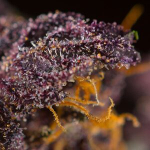 GRANEL / SWEET SEEDS - Red Poison Auto (x1)GRANEL / SWEET SEEDS - Red Poison Auto (x1)