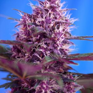 GRANEL / SWEET SEEDS - Red Poison Auto (x1)