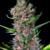 GRANEL / SWEET SEEDS - Red Poison Auto (x1)