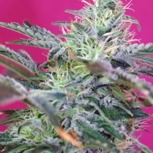 GRANEL / SWEET SEEDS - Sweet Cheese Auto (x1)
