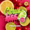 BSF SEEDS - Citrus Kiss (x4)