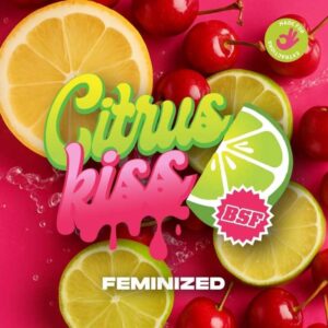 BSF SEEDS - Citrus Kiss (x4)