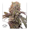 DUTCH PASSION - Auto Candy Bubatz XL (x4)