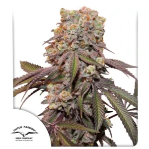 DUTCH PASSION - Auto Candy Bubatz XL (x4)