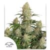DUTCH PASSION - Auto Critical Orange Punch (x4)