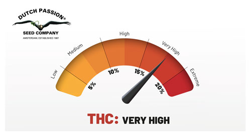 DUTCH PASSION - Auto Critical Orange Punch (x4) - Imagen 6