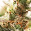 DUTCH PASSION - Auto Critical Orange Punch (x4)