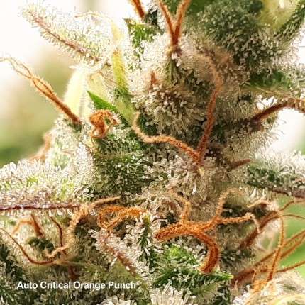 DUTCH PASSION - Auto Critical Orange Punch (x4)