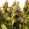 DUTCH PASSION - Auto Critical Orange Punch (x4)