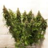 DUTCH PASSION - Auto Critical Orange Punch (x4)