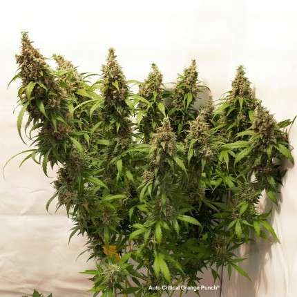 DUTCH PASSION - Auto Critical Orange Punch (x4)