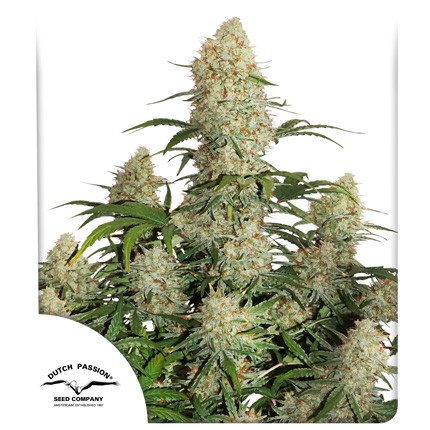DUTCH PASSION - Auto Critical Orange Punch (x4)