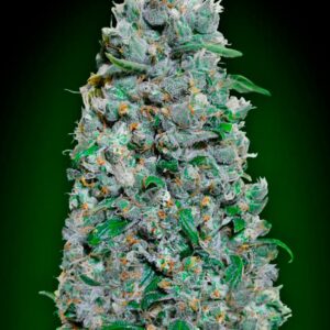 00 SEEDS - Auto Afghan Mass XXL (x3)