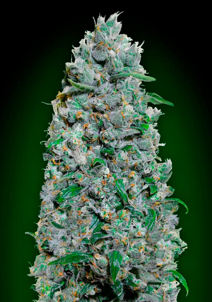 00 SEEDS - Auto Afghan Mass XXL (x3)