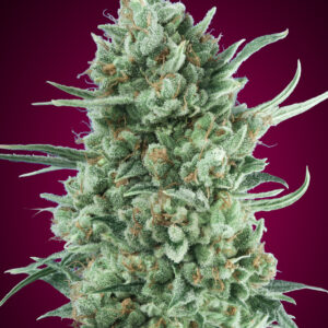 00 SEEDS - Auto Bubble Gum XXL (x3)
