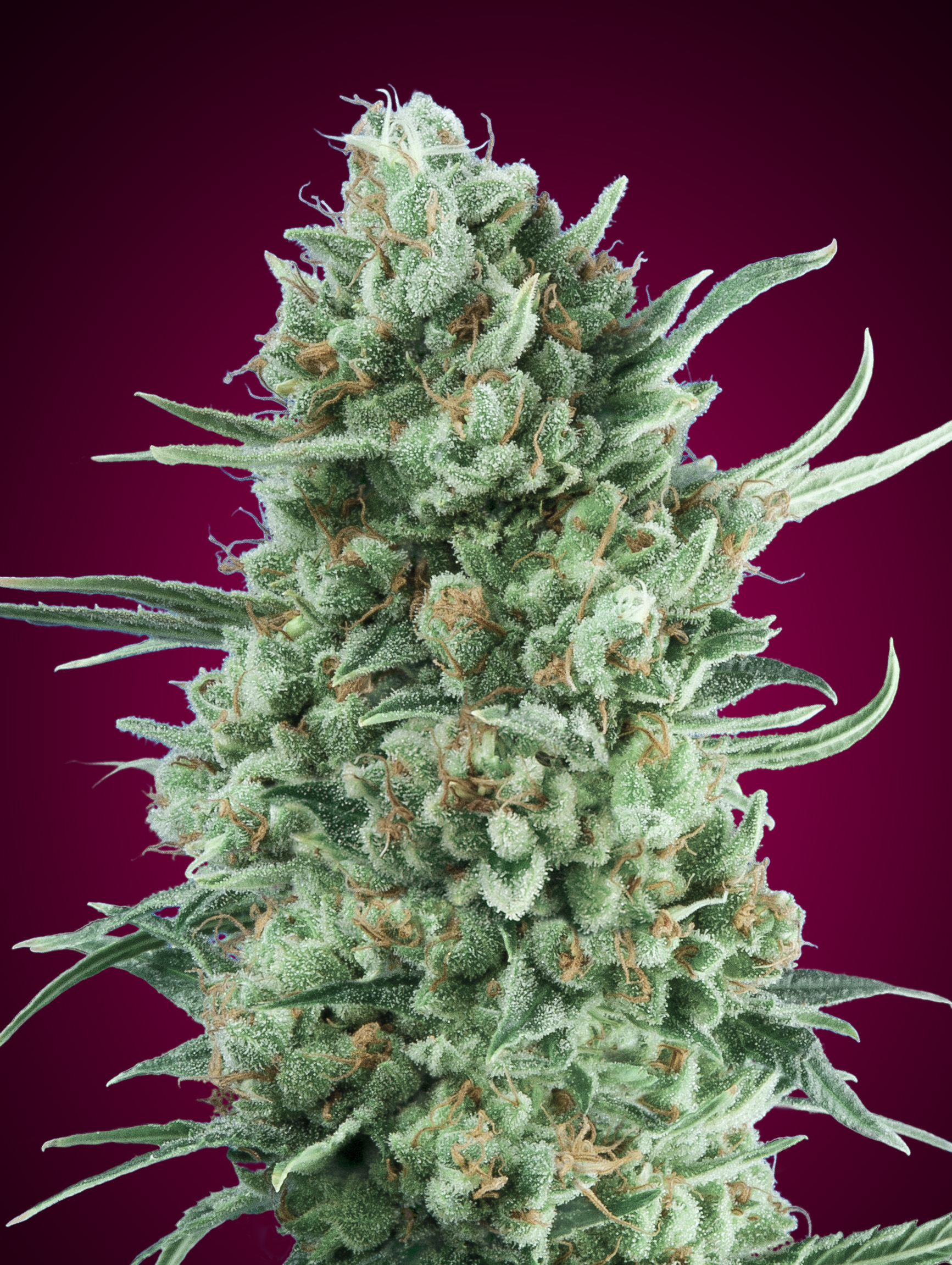 00 SEEDS - Auto Bubble Gum XXL (x3)