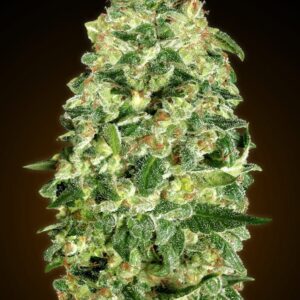 00 SEEDS - Auto California Kush (x3)